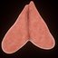 thymus