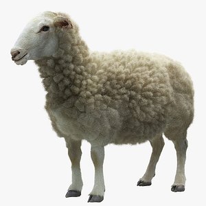 3d model of sheep realistic