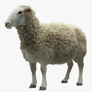 Sheep