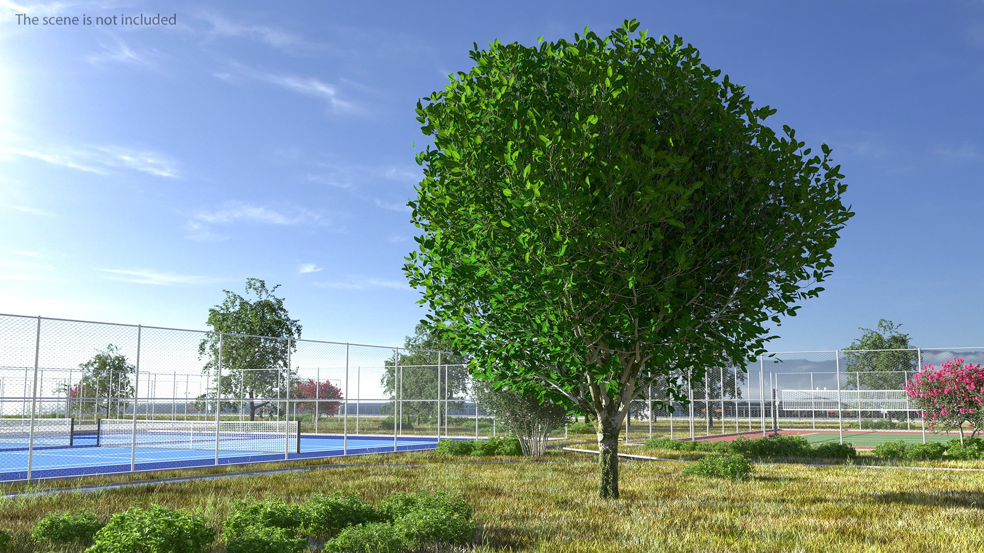 Calophyllum Antillanum 3D model preview