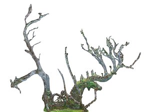 scanned laurel forest 3D model