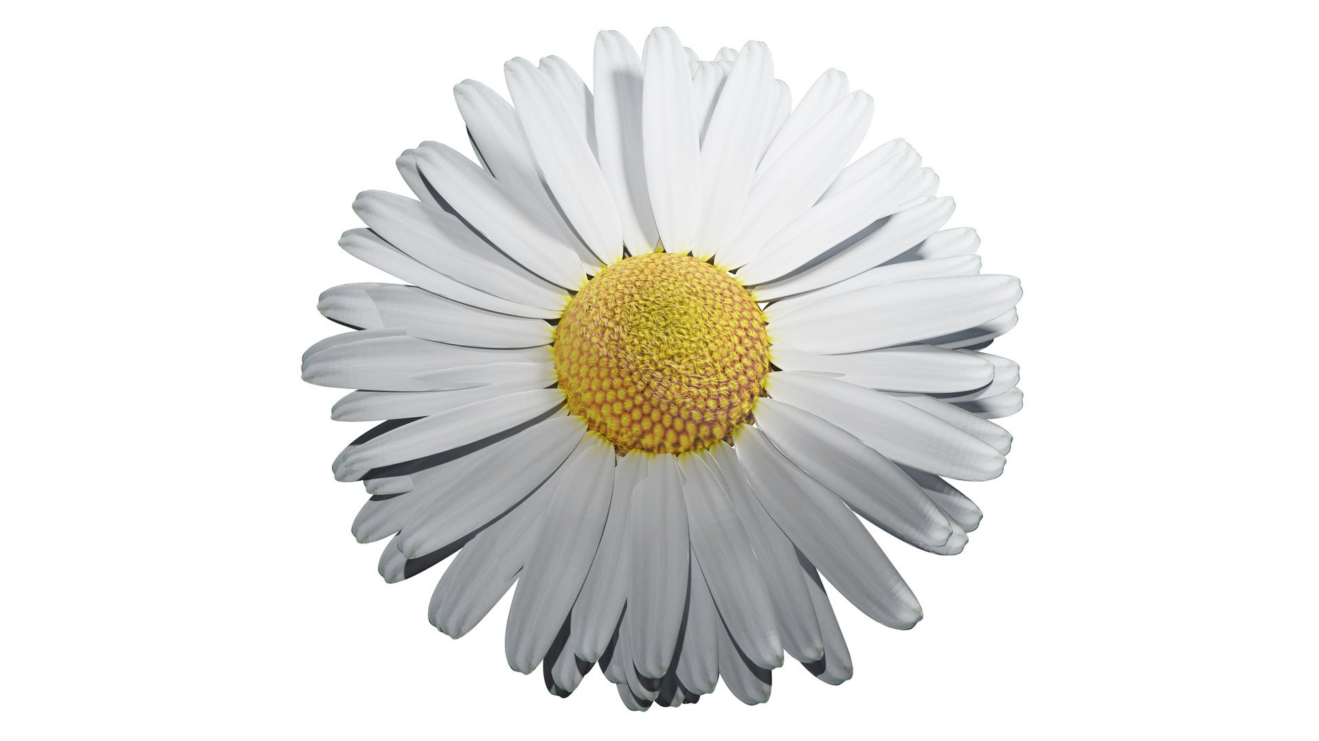3D Daisy Model - TurboSquid 2011631