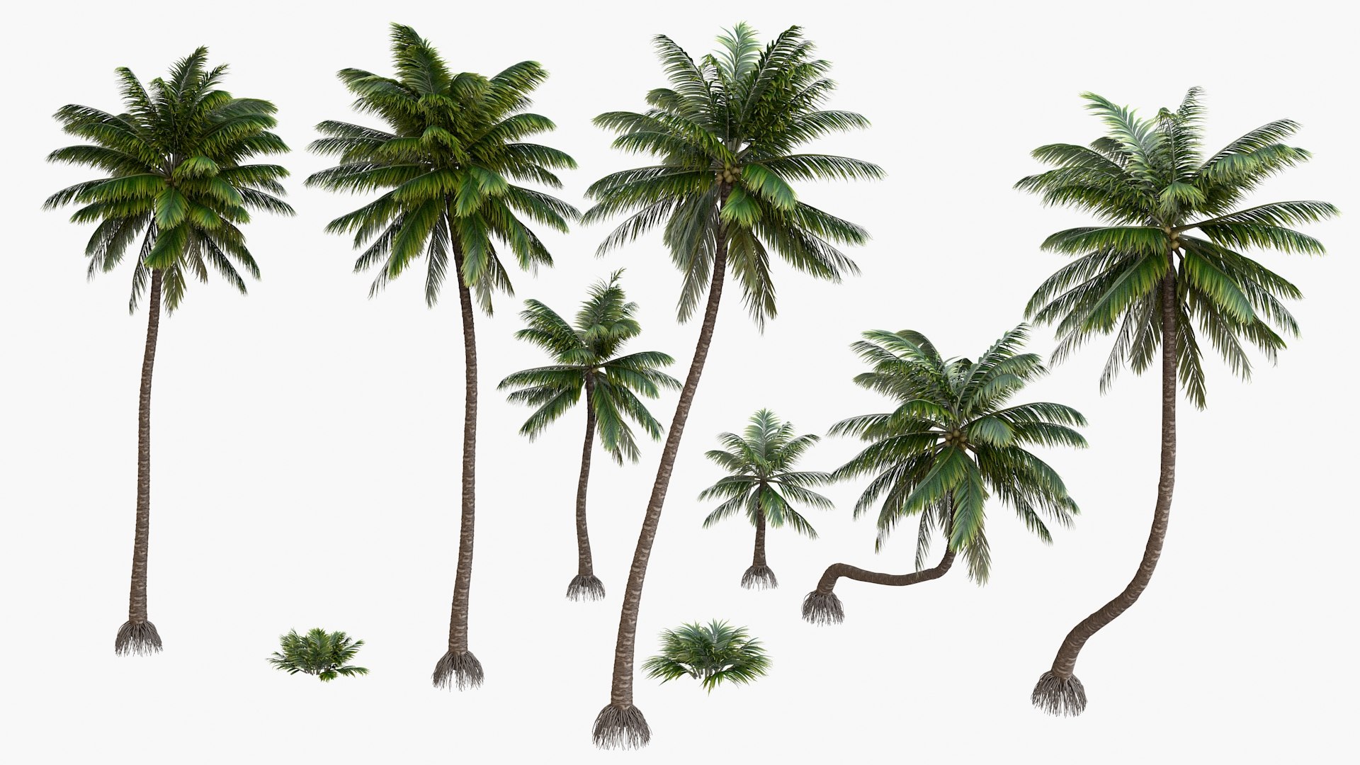 3D palm v-ray coconut https://p.turbosquid.com/ts-thumb/S4/mdYRJr/1vEQFVJR/5/jpg/1604503848/1920x1080/fit_q87/973bb9989867321eabf912e8be65edaa316b1479/5.jpg