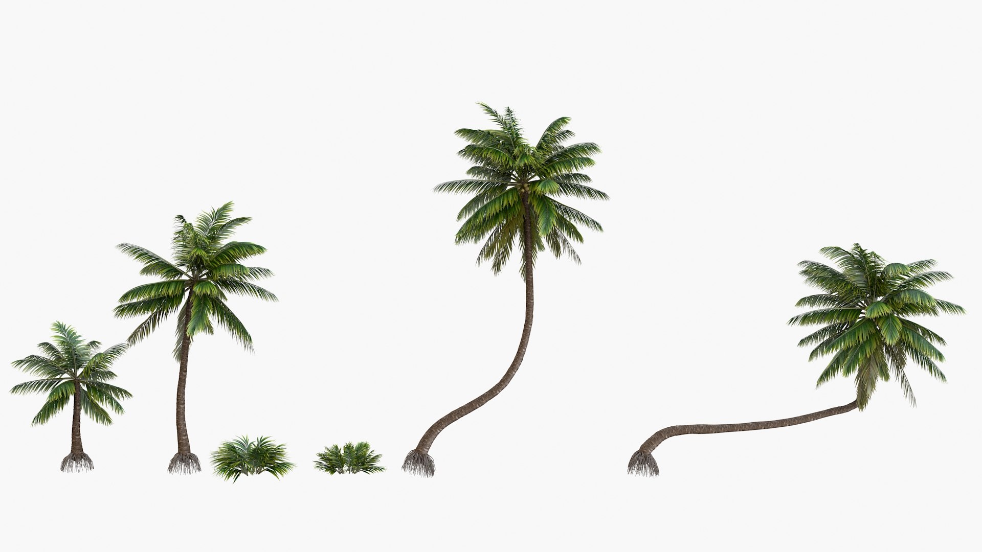 3D palm v-ray coconut https://p.turbosquid.com/ts-thumb/S4/mdYRJr/6S/95/jpg/1612804930/1920x1080/fit_q87/fffafd6fe36c66201568ef247a8e98ba9686bc9b/95.jpg