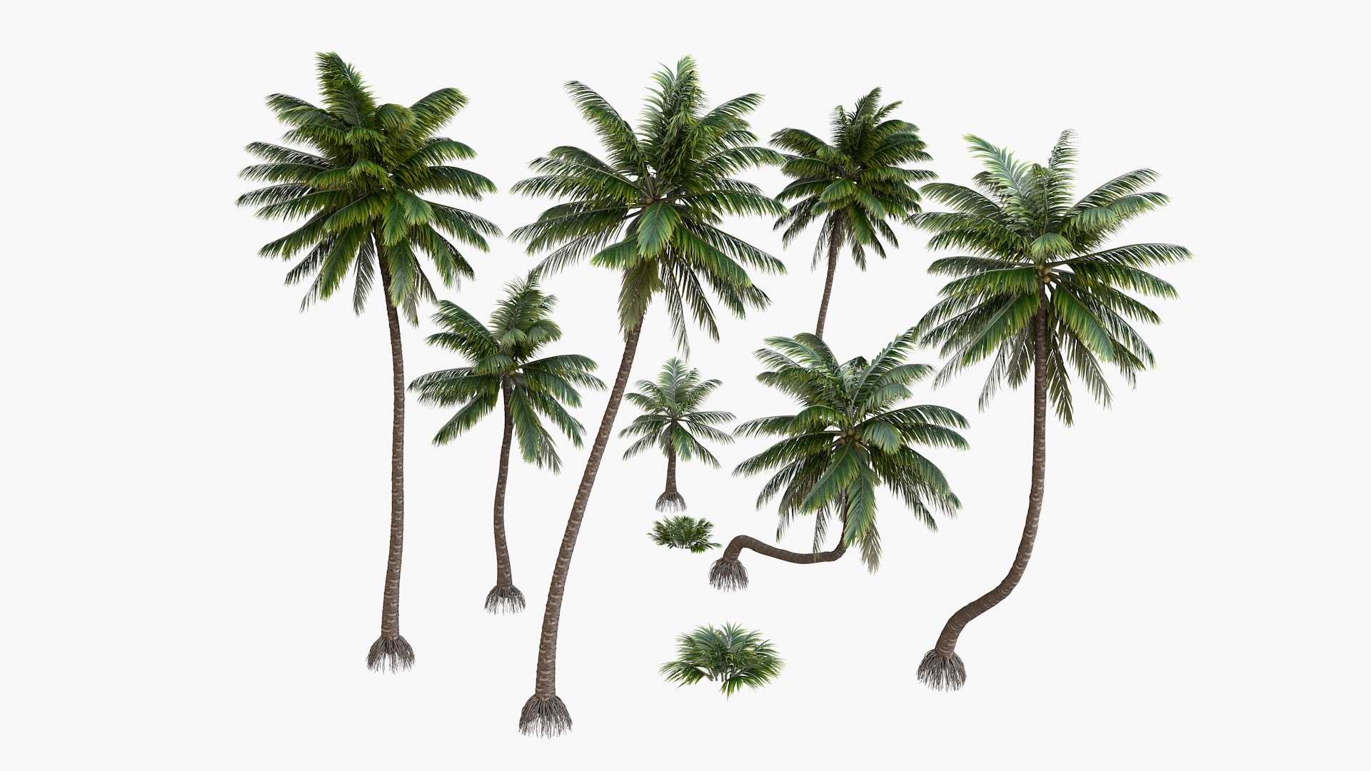 3D palm v-ray coconut https://p.turbosquid.com/ts-thumb/S4/mdYRJr/MwBawLNx/7/jpg/1604506870/1920x1080/fit_q87/6868fd2e3a3c16a15d52414bfad7000d3a6baed9/7.jpg