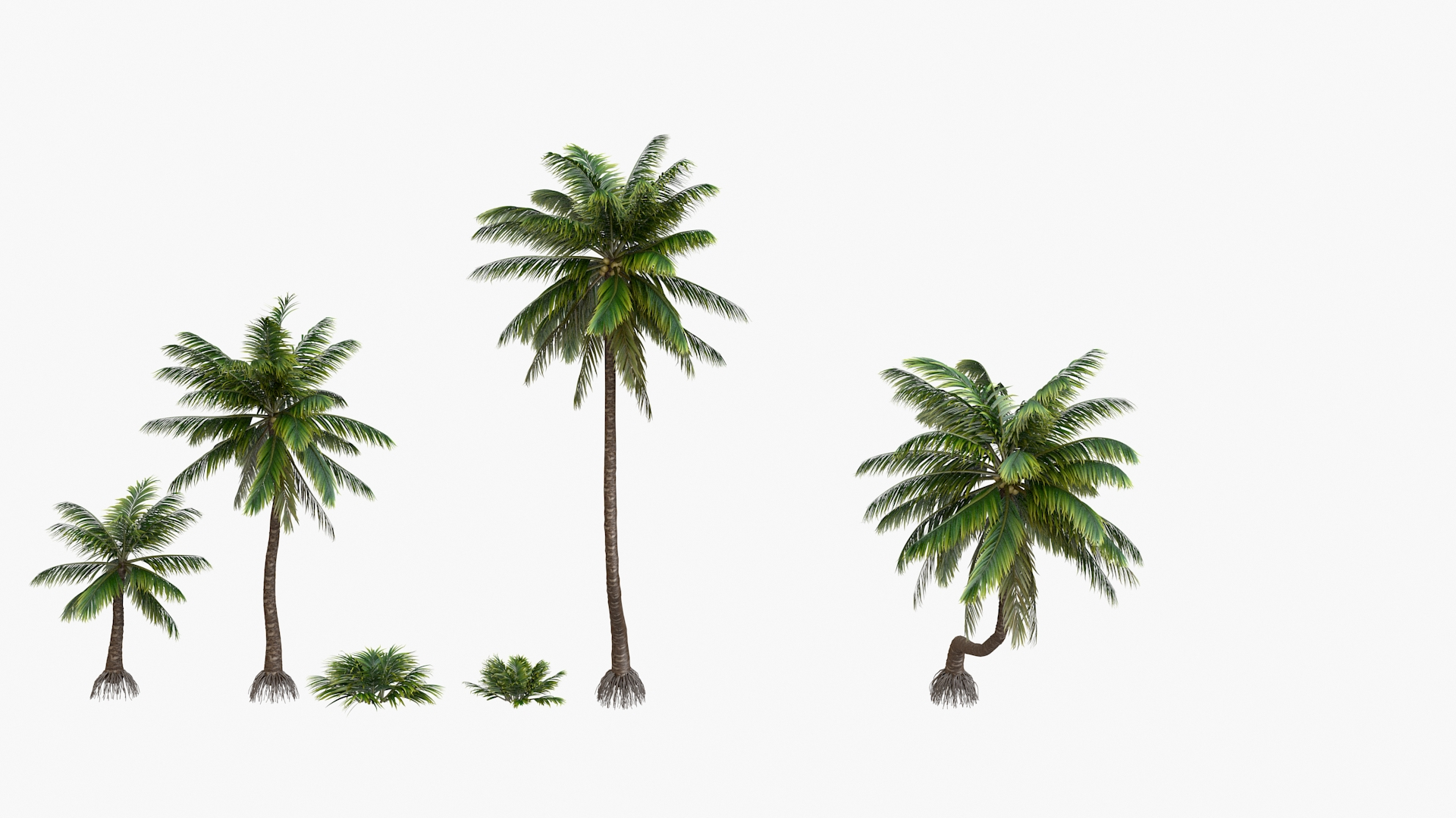 3D palm v-ray coconut https://p.turbosquid.com/ts-thumb/S4/mdYRJr/RQAB0n2c/0000/jpg/1604506413/1920x1080/turn_fit_q99/dab31b551269ea9fb954b1a43159c1319520736c/0000-1.jpg