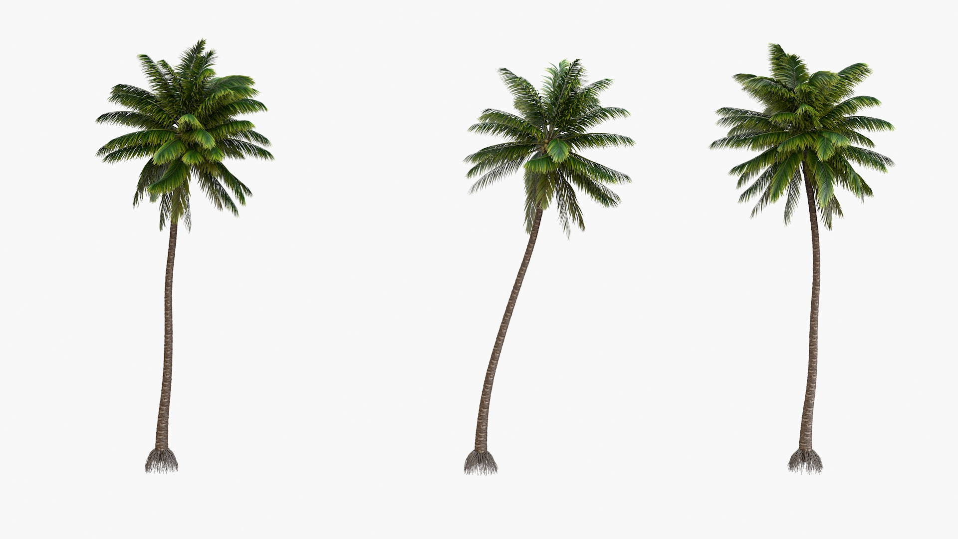 3D palm v-ray coconut https://p.turbosquid.com/ts-thumb/S4/mdYRJr/a06YDlVA/0000/jpg/1604504995/1920x1080/turn_fit_q99/69bf51d3c555597005dc8748b975a455ef71d881/0000-1.jpg