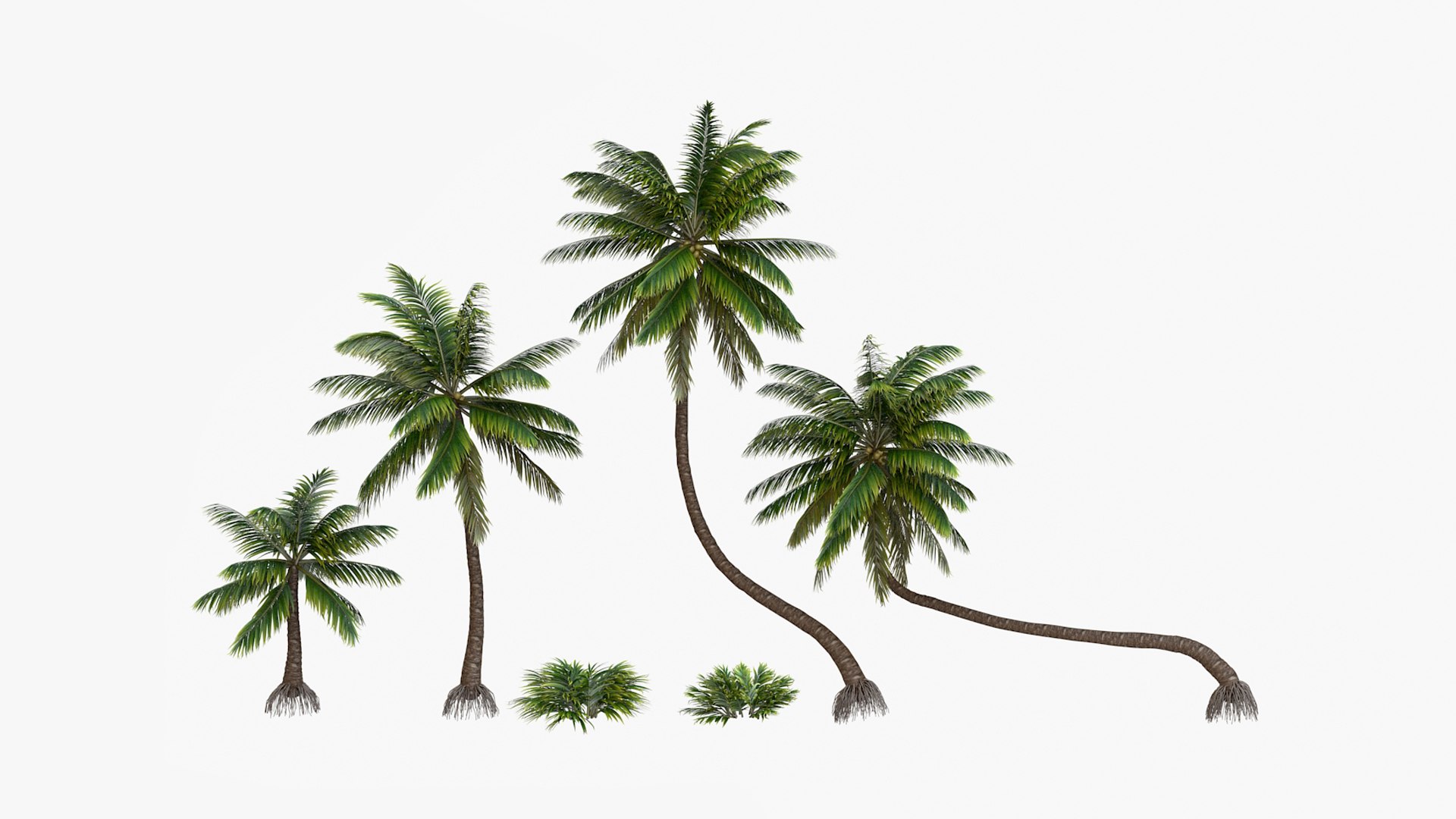 3D palm v-ray coconut https://p.turbosquid.com/ts-thumb/S4/mdYRJr/di/58/jpg/1612804879/1920x1080/fit_q87/22be01194c7fe6a96f0d2d2c92f656d06a009e26/58.jpg