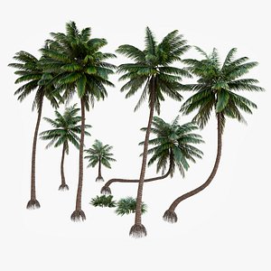 3D palm v-ray coconut