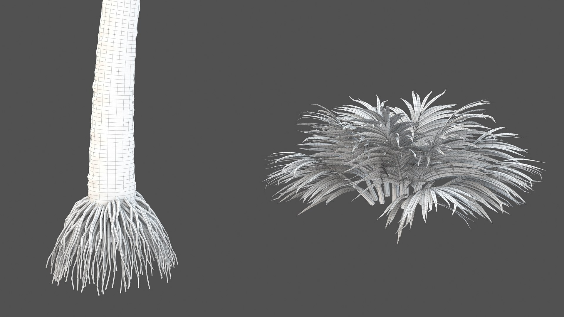 3D palm v-ray coconut https://p.turbosquid.com/ts-thumb/S4/mdYRJr/uscB5NNb/9/jpg/1604506870/1920x1080/fit_q87/27c92cc9b7aab68258c90c290e9c9aff8ef136b2/9.jpg