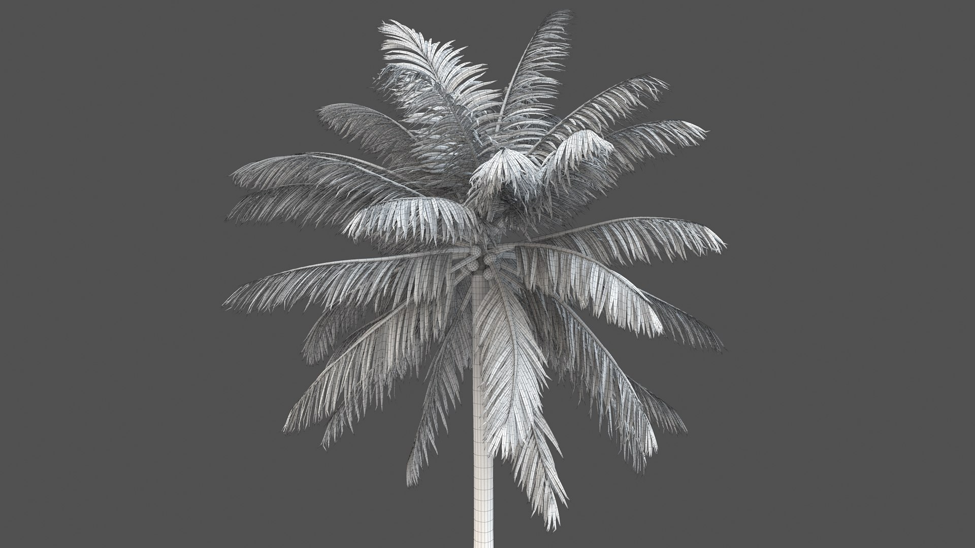 3D palm v-ray coconut https://p.turbosquid.com/ts-thumb/S4/mdYRJr/xsntoro8/10/jpg/1604506870/1920x1080/fit_q87/37850753f0018bbb3342ddea6cf52a89e48cf6c5/10.jpg