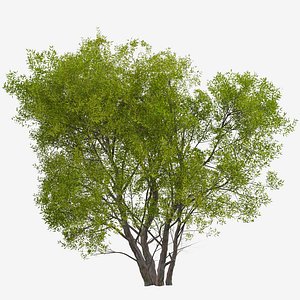 Set of Salix Fragilis or Crack willow Tree - 2 Trees model