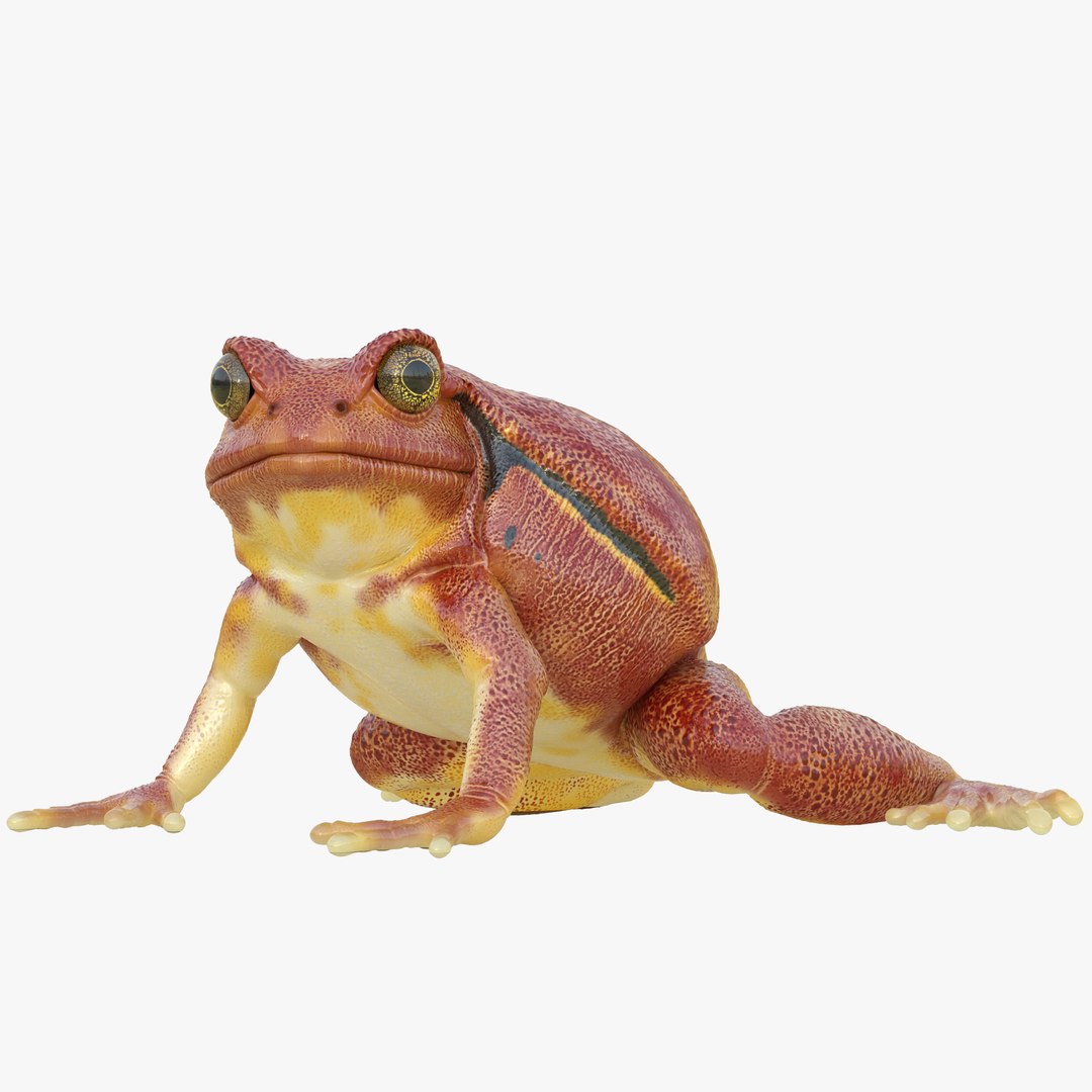 Tomato Frog Rigged 3D model preview