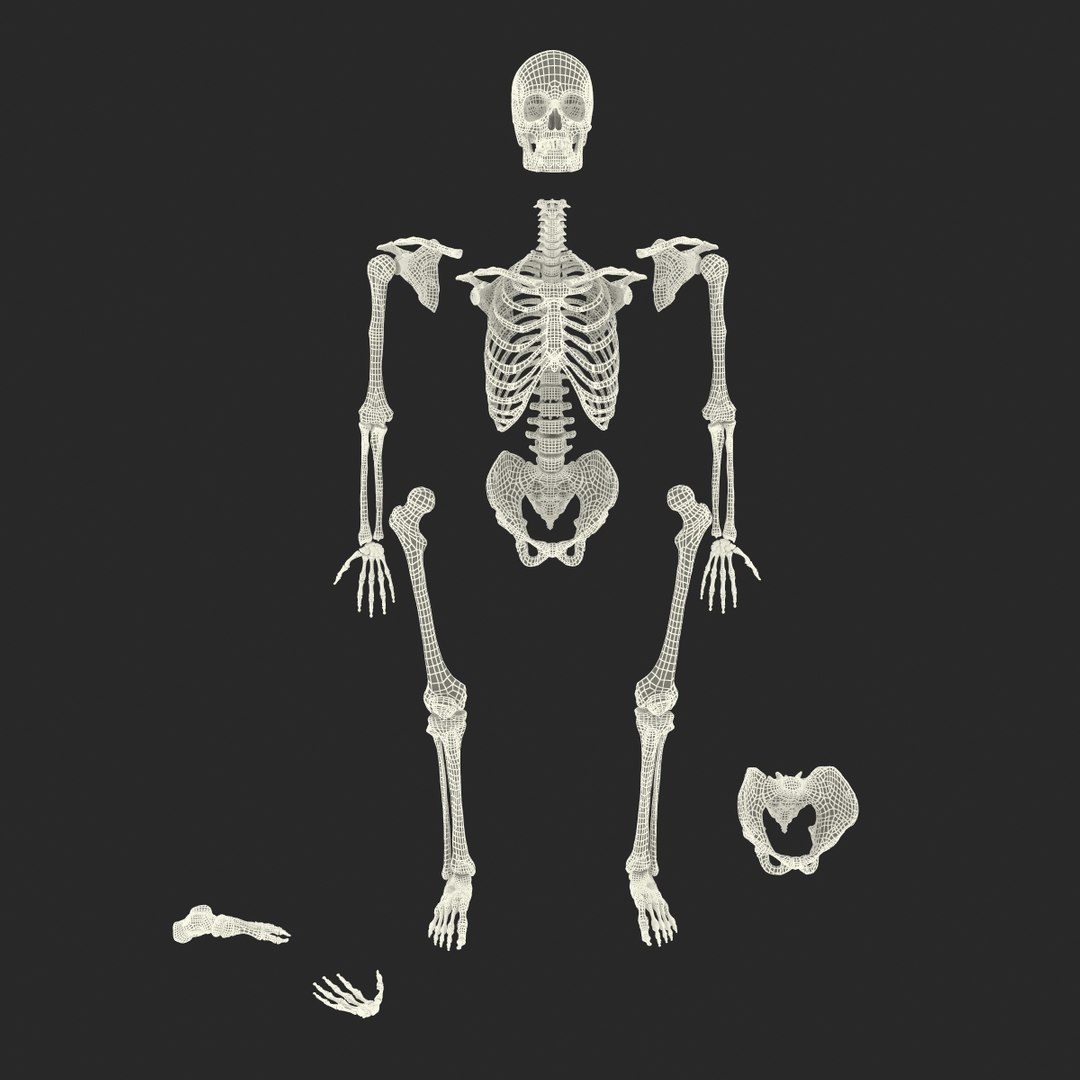 3d male skeleton model https://p.turbosquid.com/ts-thumb/S5/62n0au/02SMWIVT/maleskeletoncollection3dmodels101/jpg/1464516511/1920x1080/fit_q87/288aa13c98bfd3063ae4f7b4e5745a67460c7b46/maleskeletoncollection3dmodels101.jpg