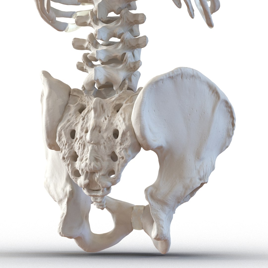 3d male skeleton model https://p.turbosquid.com/ts-thumb/S5/62n0au/0xuWrqRk/maleskeletoncollection3dmodels034/jpg/1464516503/1920x1080/fit_q87/911ae537f55f7a9fdcc1ab53247a8e218252ae04/maleskeletoncollection3dmodels034.jpg