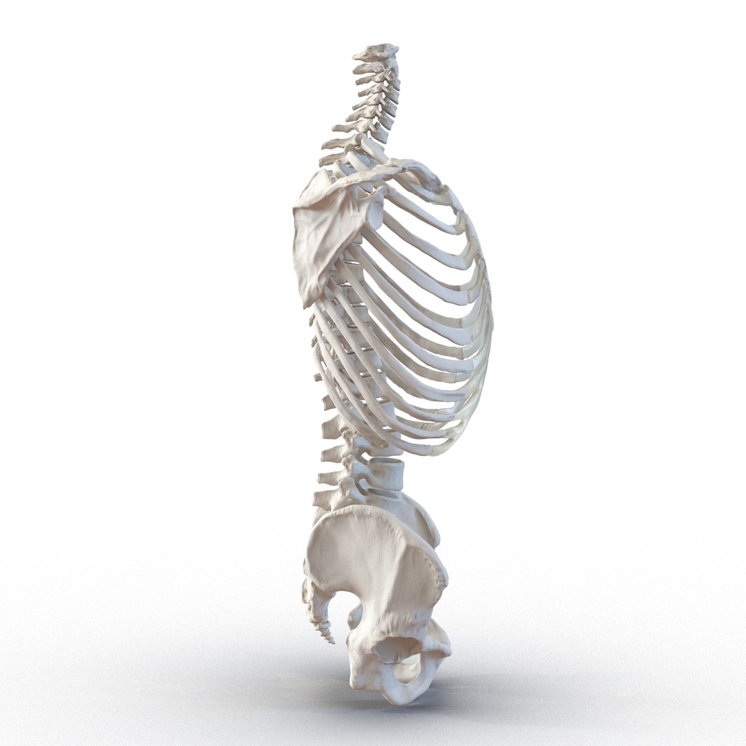 3d male skeleton model https://p.turbosquid.com/ts-thumb/S5/62n0au/4ZHrV1iG/maleskeletoncollection3dmodels021/jpg/1464516501/1920x1080/fit_q87/6027b8adf057cd83d956f7d7aa7b1648e1b9b274/maleskeletoncollection3dmodels021.jpg