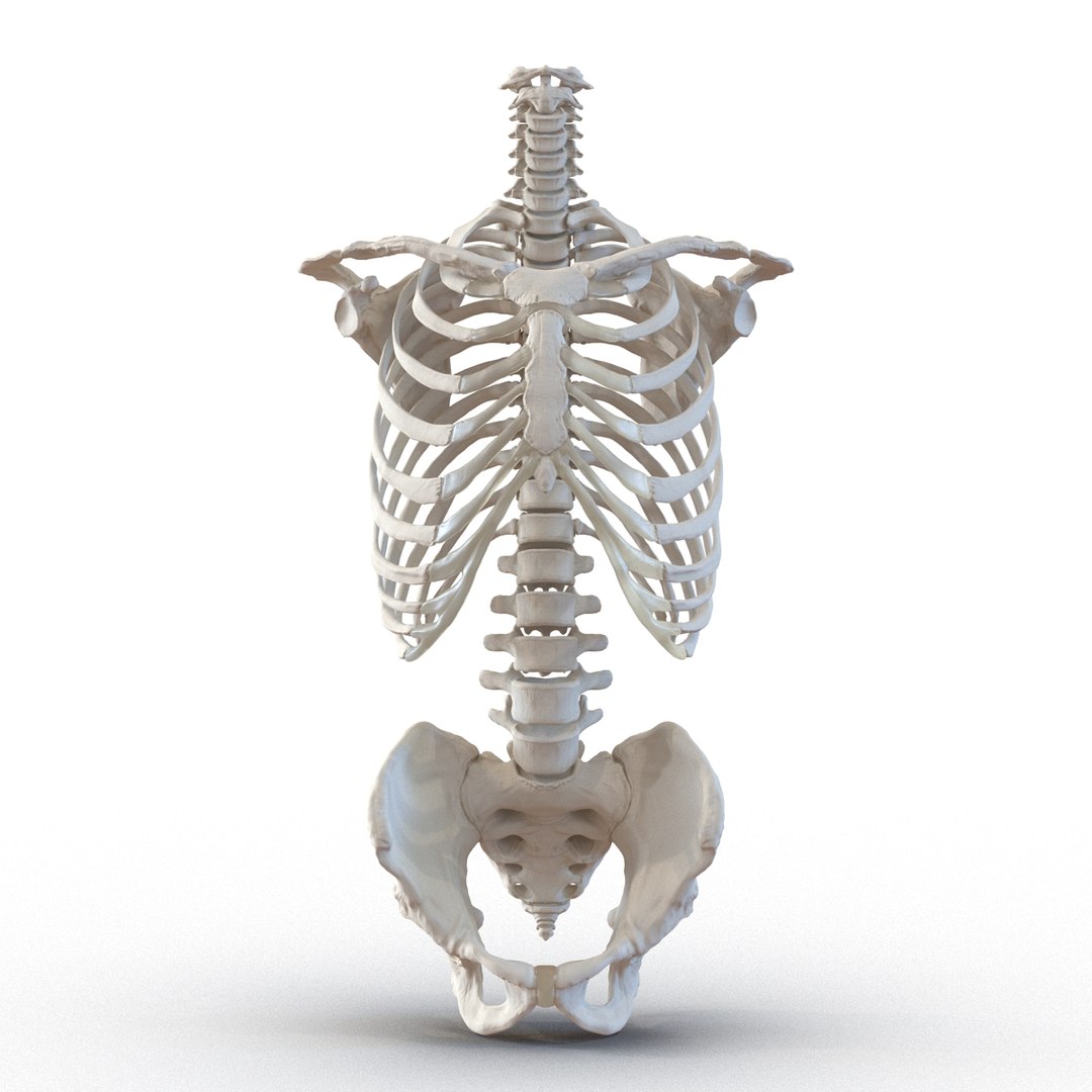 3d male skeleton model https://p.turbosquid.com/ts-thumb/S5/62n0au/5X9FQIyC/maleskeletoncollection3dmodels019/jpg/1464516501/1920x1080/fit_q87/56f13a576d174f2099872f1284db7c7390ab144d/maleskeletoncollection3dmodels019.jpg