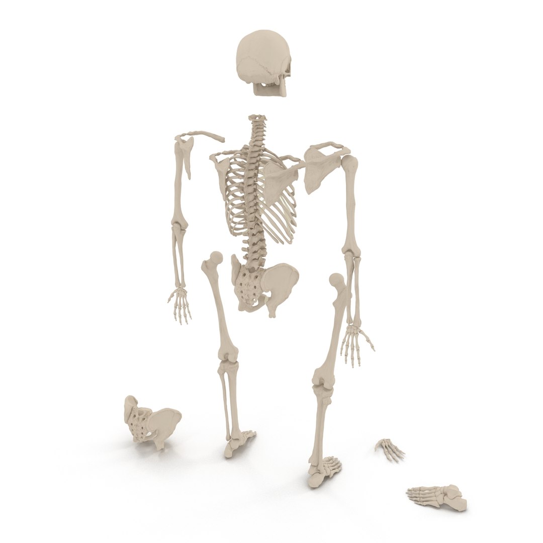 3d male skeleton model https://p.turbosquid.com/ts-thumb/S5/62n0au/5YSGNF8X/maleskeletoncollection3dmodels007/jpg/1464516499/1920x1080/fit_q87/53ec0d43f461af215f793afd98085f13564cb2f8/maleskeletoncollection3dmodels007.jpg