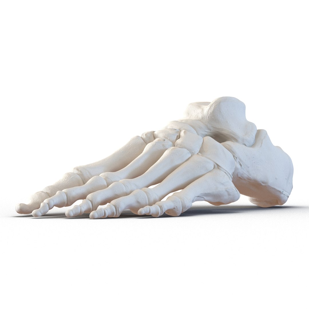 3d male skeleton model https://p.turbosquid.com/ts-thumb/S5/62n0au/6LMdTEPB/maleskeletoncollection3dmodels053/jpg/1464516505/1920x1080/fit_q87/c9bbc1ddc8f44accc0717771d74d509109dcafe0/maleskeletoncollection3dmodels053.jpg