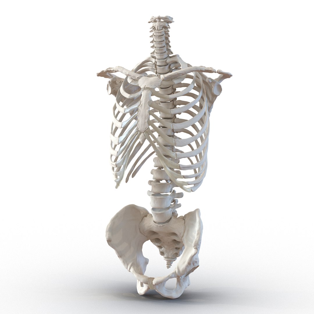 3d male skeleton model https://p.turbosquid.com/ts-thumb/S5/62n0au/6vMpF5GL/maleskeletoncollection3dmodels018/jpg/1464516501/1920x1080/fit_q87/2d8f46f0a2b77a5ef129b516f40d44e253fa6f16/maleskeletoncollection3dmodels018.jpg