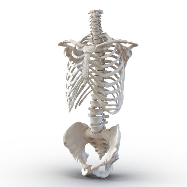 3d male skeleton model