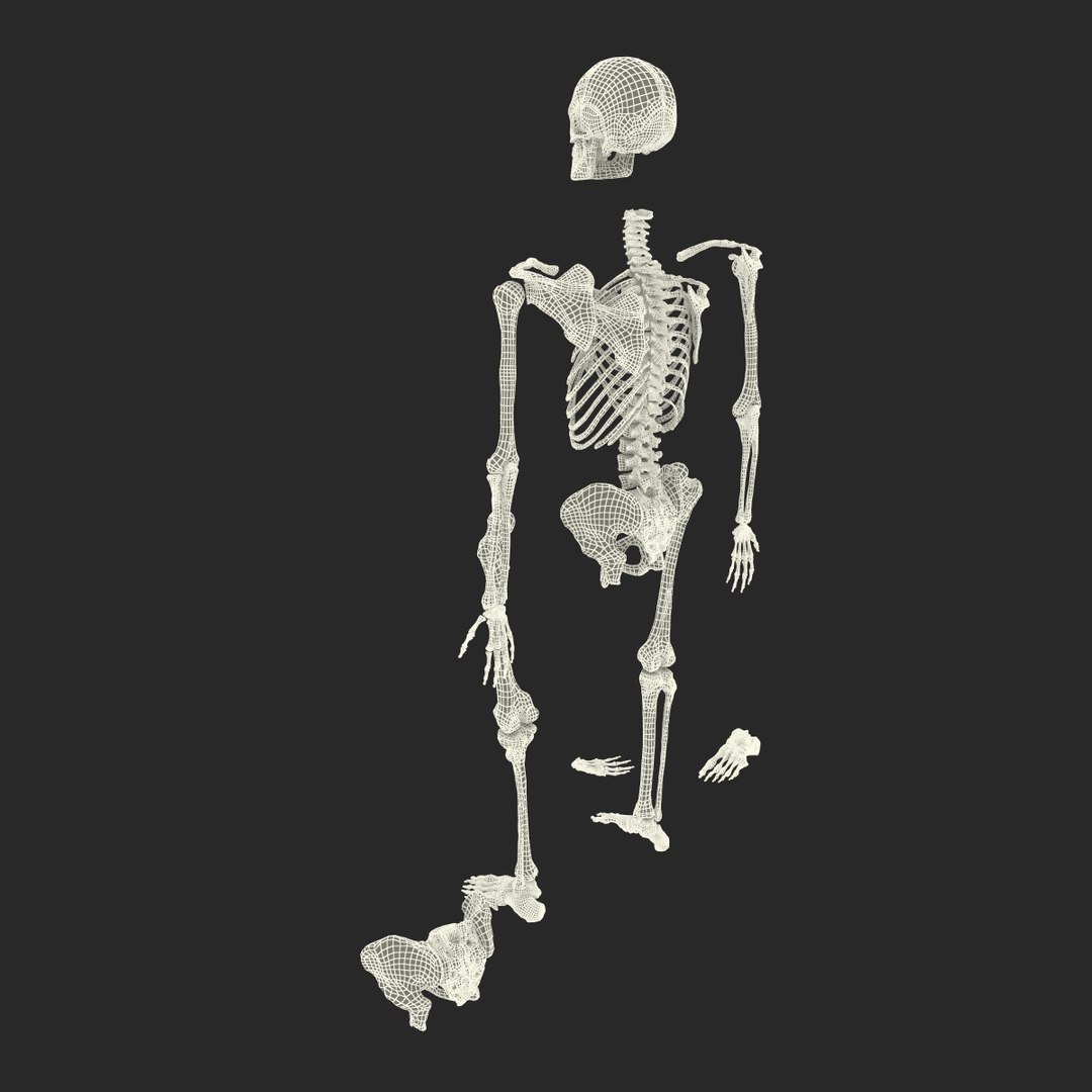 3d male skeleton model https://p.turbosquid.com/ts-thumb/S5/62n0au/7Ro2iWD9/maleskeletoncollection3dmodels107/jpg/1464516512/1920x1080/fit_q87/6b585ecf80c0d8cbe53cc245704048ce72c75bbe/maleskeletoncollection3dmodels107.jpg