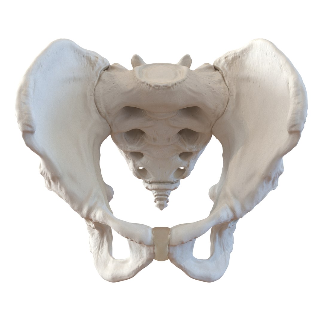 3d male skeleton model https://p.turbosquid.com/ts-thumb/S5/62n0au/9OaMwXlW/maleskeletoncollection3dmodels075/jpg/1464516508/1920x1080/fit_q87/2337590cdc58954d4228431d1ed18fe6873e513e/maleskeletoncollection3dmodels075.jpg
