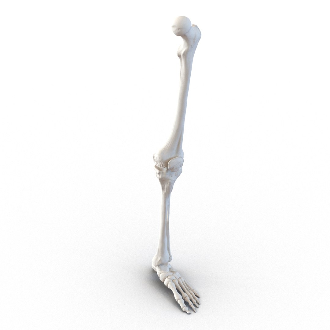 3d male skeleton model https://p.turbosquid.com/ts-thumb/S5/62n0au/9VXtEQMN/maleskeletoncollection3dmodels068/jpg/1464516507/1920x1080/fit_q87/c14269661d96c99afb02facc2f4c87a1df19b29f/maleskeletoncollection3dmodels068.jpg