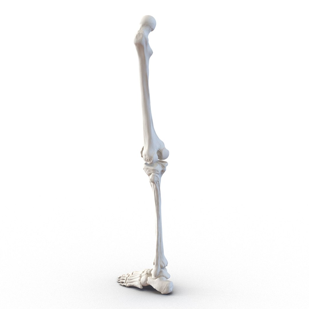 3d male skeleton model https://p.turbosquid.com/ts-thumb/S5/62n0au/A3pBe8Ol/maleskeletoncollection3dmodels066/jpg/1464516507/1920x1080/fit_q87/00ec77eb275eb3afb1a89b4ef15e37239ed0f72f/maleskeletoncollection3dmodels066.jpg