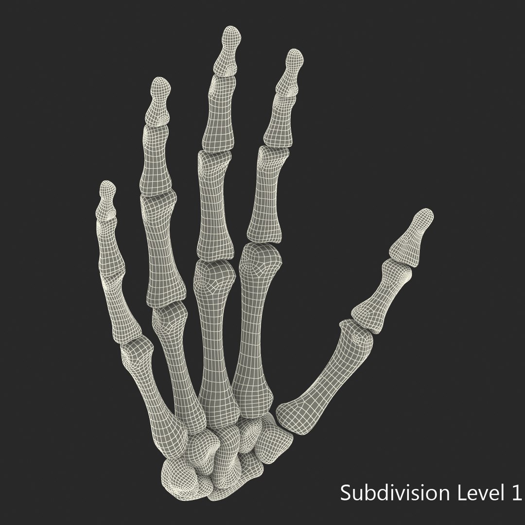 3d male skeleton model https://p.turbosquid.com/ts-thumb/S5/62n0au/C4bcm8tF/maleskeletoncollection3dmodels087/jpg/1464516510/1920x1080/fit_q87/3df55daf1e881db87ab5d49f47b7d94d7495aff2/maleskeletoncollection3dmodels087.jpg