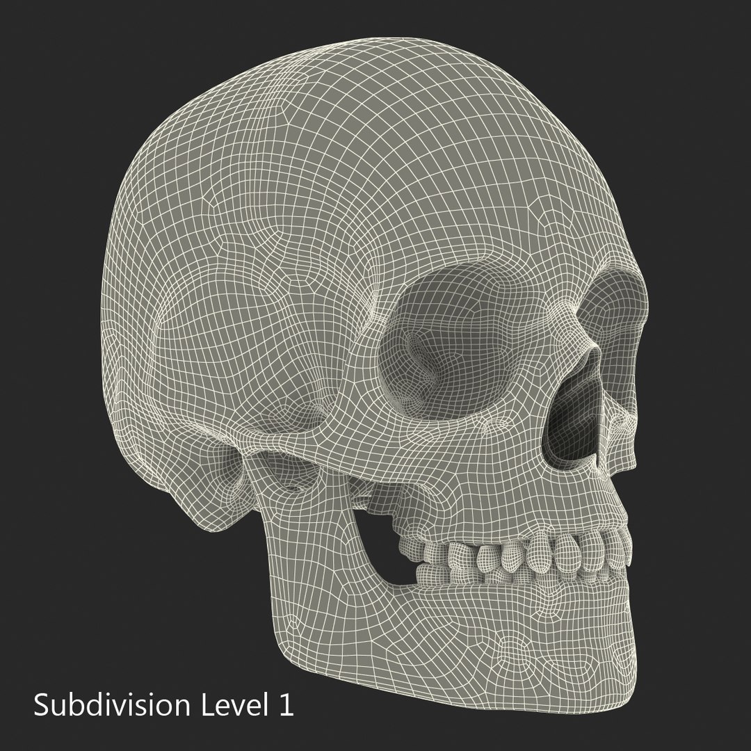 3d male skeleton model https://p.turbosquid.com/ts-thumb/S5/62n0au/CmSdFij0/maleskeletoncollection3dmodels091/jpg/1464516510/1920x1080/fit_q87/feedcf67fcafe667b98170d6a323399c201750d7/maleskeletoncollection3dmodels091.jpg