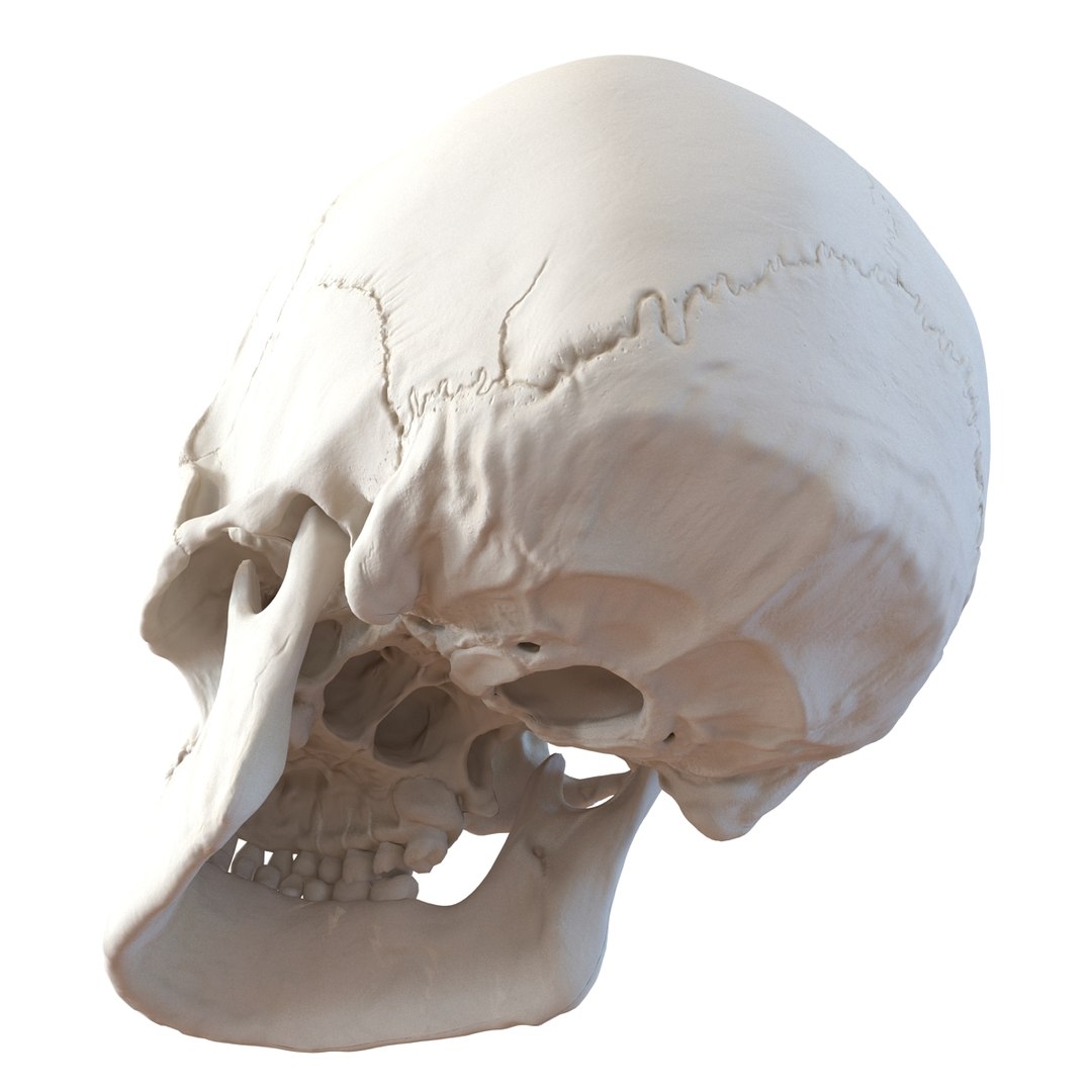 3d male skeleton model https://p.turbosquid.com/ts-thumb/S5/62n0au/Gl5kM5Jn/maleskeletoncollection3dmodels014/jpg/1464516500/1920x1080/fit_q87/47d7685c5a77640940136208f4491c8313f19712/maleskeletoncollection3dmodels014.jpg