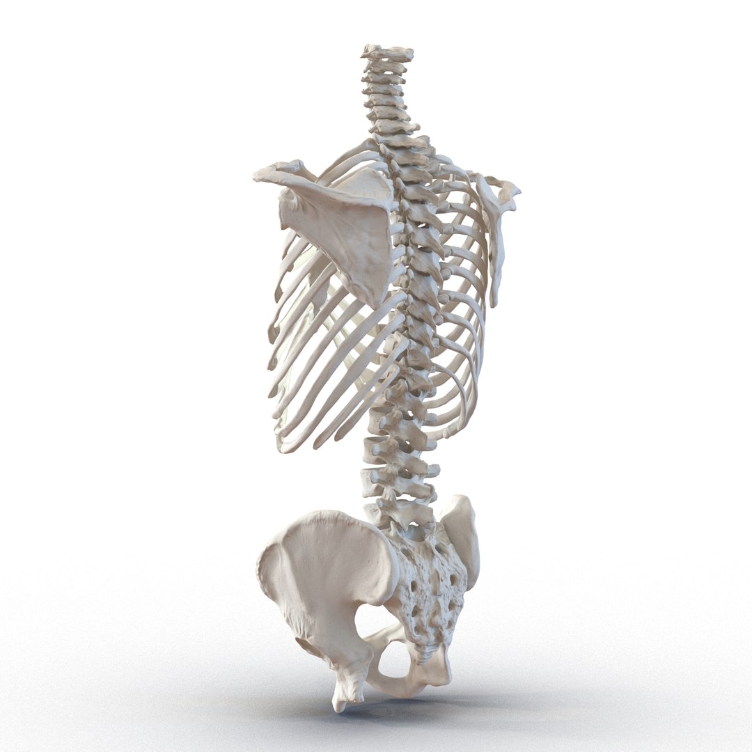 3d male skeleton model https://p.turbosquid.com/ts-thumb/S5/62n0au/J0GYEJxB/maleskeletoncollection3dmodels024/jpg/1464516501/1920x1080/fit_q87/2fbd7b648067cf81d50ce3a979456a0bde2f3498/maleskeletoncollection3dmodels024.jpg
