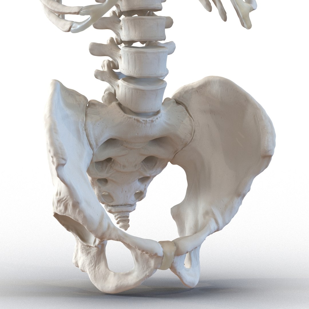 3d male skeleton model https://p.turbosquid.com/ts-thumb/S5/62n0au/JBDCOyB6/maleskeletoncollection3dmodels033/jpg/1464516503/1920x1080/fit_q87/96322bbe29a67c0cfb15f08ad0300563bd653ef3/maleskeletoncollection3dmodels033.jpg
