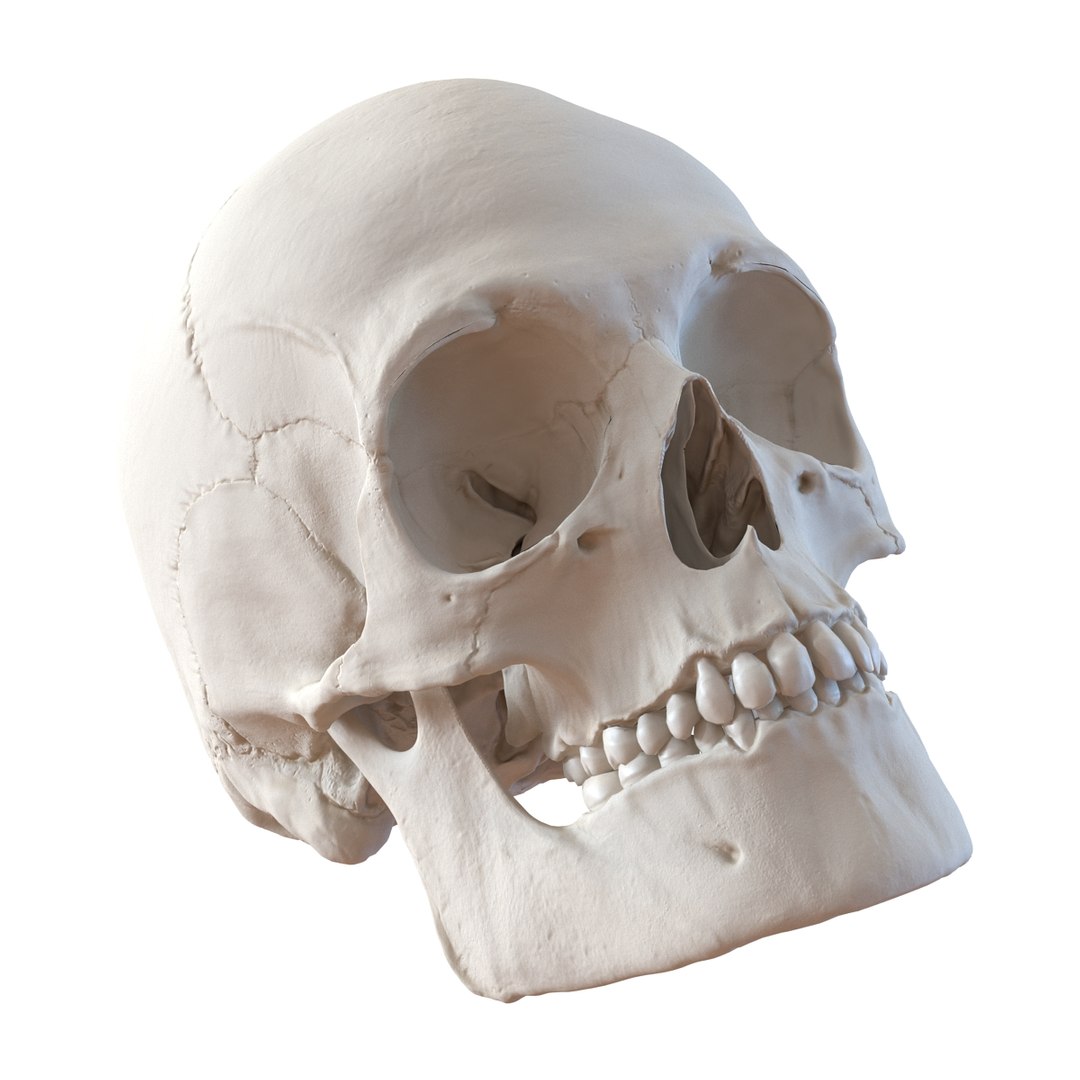 3d male skeleton model https://p.turbosquid.com/ts-thumb/S5/62n0au/JD7Daqvf/maleskeletoncollection3dmodels015/jpg/1464516500/1920x1080/fit_q87/19ba1a31211c7fbfc30d019adad14df7abc66053/maleskeletoncollection3dmodels015.jpg
