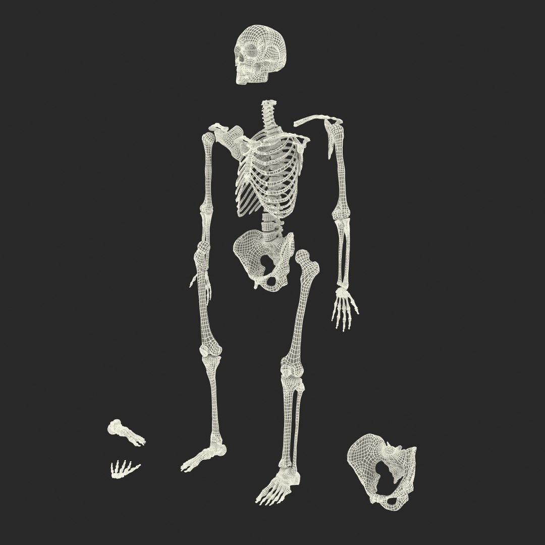 3d male skeleton model https://p.turbosquid.com/ts-thumb/S5/62n0au/JJvWL92U/maleskeletoncollection3dmodels102/jpg/1464516512/1920x1080/fit_q87/129bf95274ac5fca6a3ab41b56245ade2b5c1947/maleskeletoncollection3dmodels102.jpg