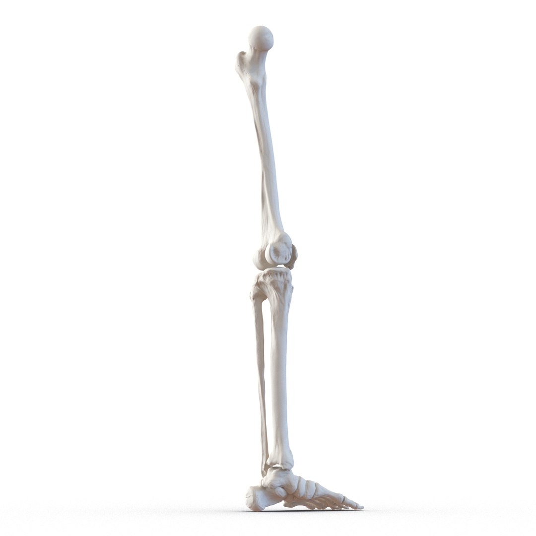 3d male skeleton model https://p.turbosquid.com/ts-thumb/S5/62n0au/JaED7aOP/maleskeletoncollection3dmodels067/jpg/1464516507/1920x1080/fit_q87/97c57de754fe7d0c24717034ce4d38c73658cdfd/maleskeletoncollection3dmodels067.jpg