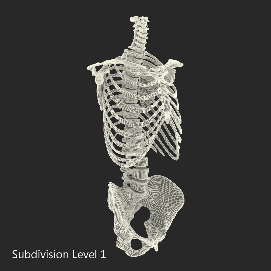 3d male skeleton model https://p.turbosquid.com/ts-thumb/S5/62n0au/JfPUns13/maleskeletoncollection3dmodels095/jpg/1464516511/1920x1080/fit_q87/e3798aff497890bfc13de2e0ae9e97975f8896a7/maleskeletoncollection3dmodels095.jpg