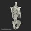 Male Skeleton Collection