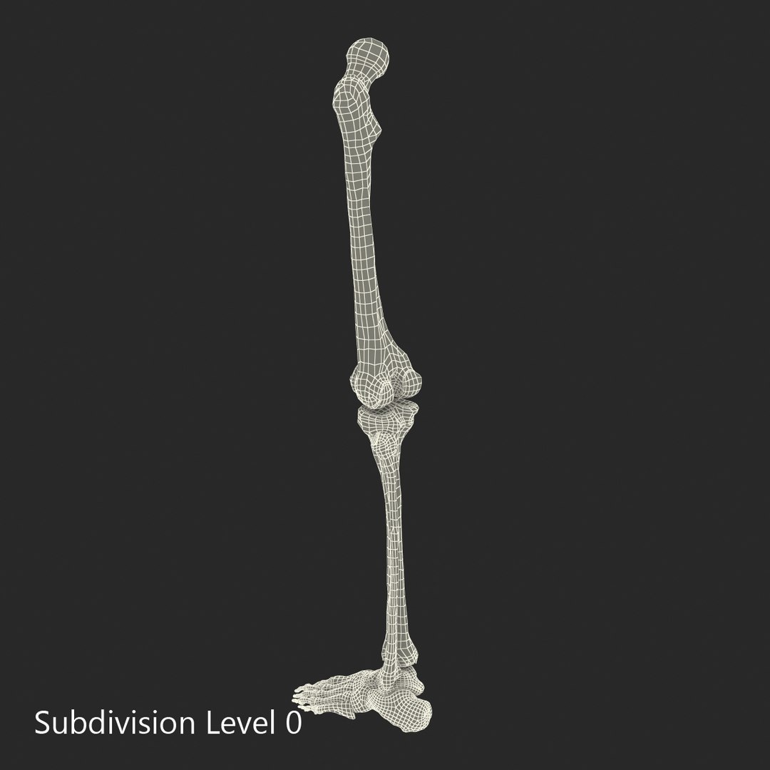 3d male skeleton model https://p.turbosquid.com/ts-thumb/S5/62n0au/KFQusT97/maleskeletoncollection3dmodels088/jpg/1464516510/1920x1080/fit_q87/910281ba18d932a5cb1a29ddaa94fb04b76b57f3/maleskeletoncollection3dmodels088.jpg