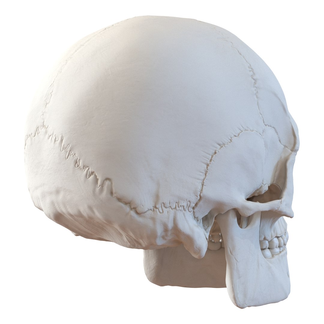 3d male skeleton model https://p.turbosquid.com/ts-thumb/S5/62n0au/MtIAmthv/maleskeletoncollection3dmodels012/jpg/1464516500/1920x1080/fit_q87/e43ee6e6ffae1d6dd63e6aa922e00aeb3d48a93e/maleskeletoncollection3dmodels012.jpg
