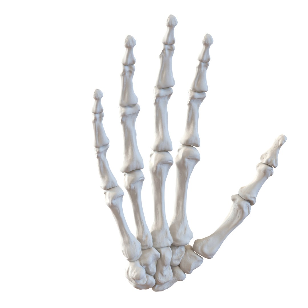 3d male skeleton model https://p.turbosquid.com/ts-thumb/S5/62n0au/NqZUq0LC/maleskeletoncollection3dmodels056/jpg/1464516506/1920x1080/fit_q87/9fbd871c90e2ae9850fbd9b11447966d4af8d3af/maleskeletoncollection3dmodels056.jpg