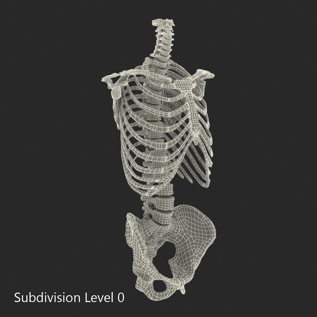 3d male skeleton model https://p.turbosquid.com/ts-thumb/S5/62n0au/PA6YQUe7/maleskeletoncollection3dmodels094/jpg/1464516511/1920x1080/fit_q87/3fd81e0d3c433f874545b6ebd4c88a4541641aad/maleskeletoncollection3dmodels094.jpg