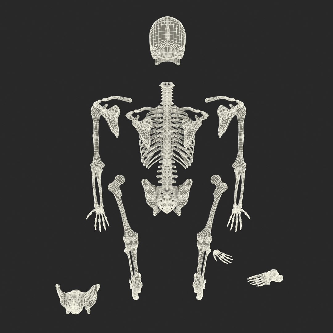3d male skeleton model https://p.turbosquid.com/ts-thumb/S5/62n0au/R6e2vIS6/maleskeletoncollection3dmodels105/jpg/1464516512/1920x1080/fit_q87/2909a8d3d16a2b3183e06a8ae9706ec05d455d17/maleskeletoncollection3dmodels105.jpg