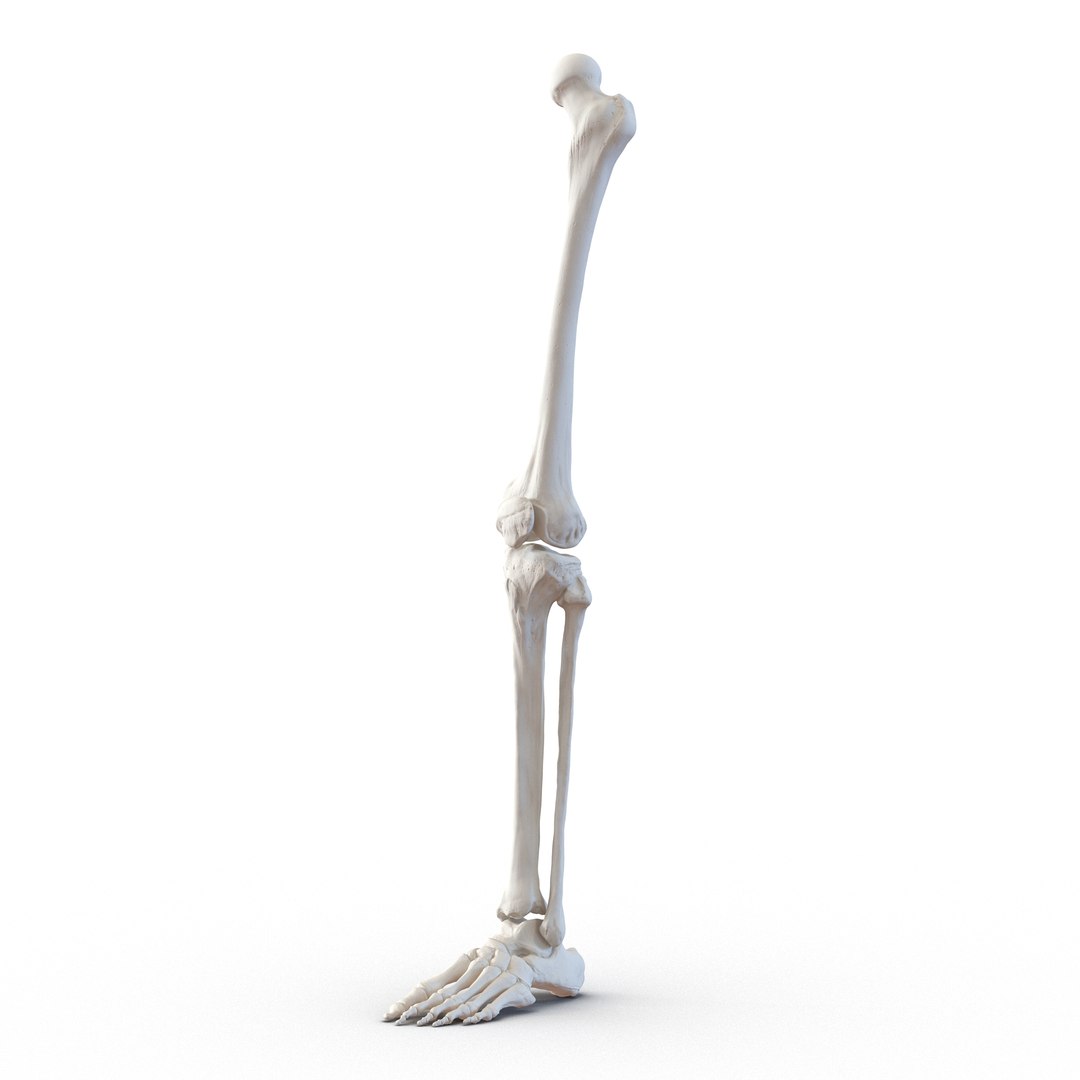 3d male skeleton model https://p.turbosquid.com/ts-thumb/S5/62n0au/RtwG7M9g/maleskeletoncollection3dmodels062/jpg/1464516506/1920x1080/fit_q87/9643c8f023186f971166fc8ff2fa9303117646de/maleskeletoncollection3dmodels062.jpg