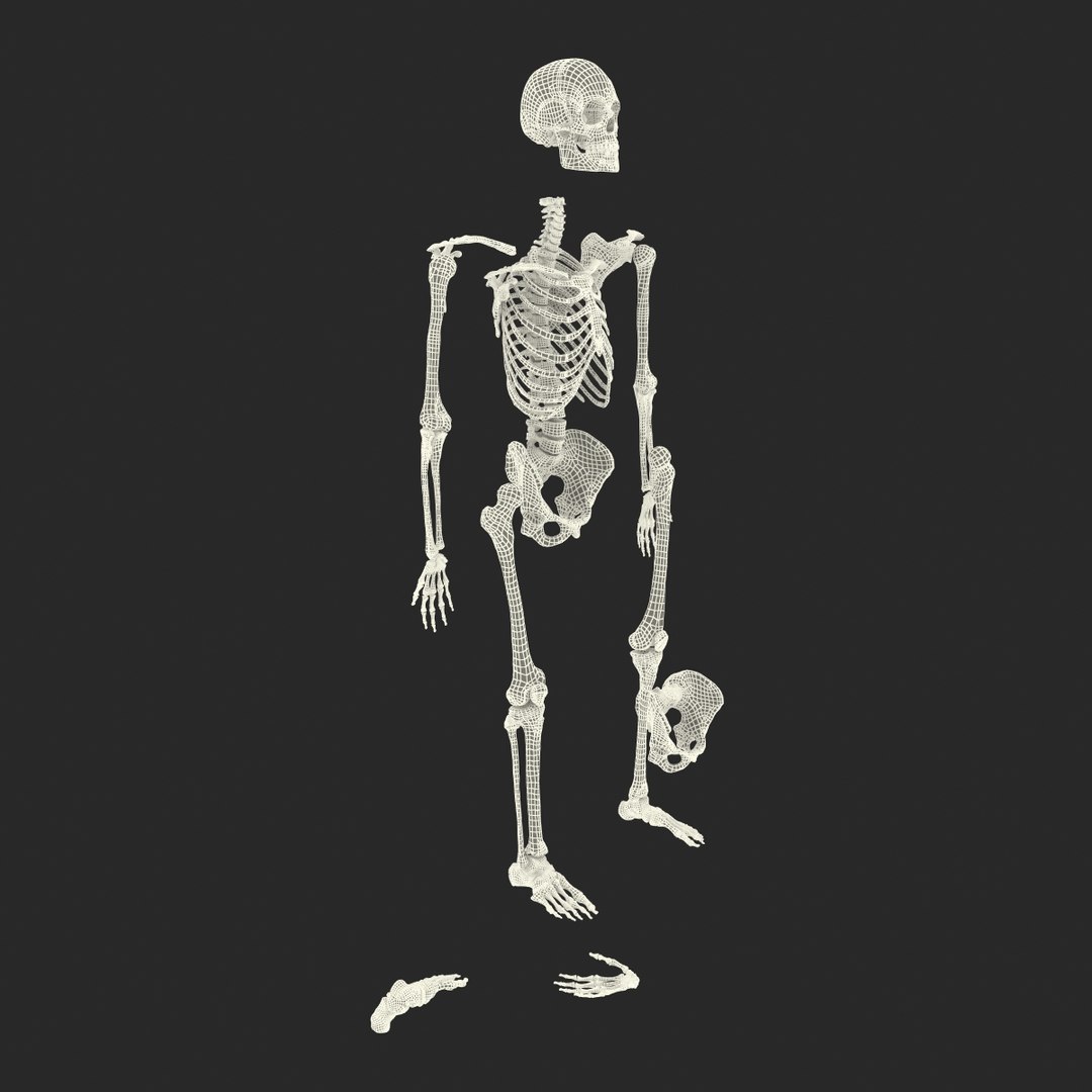 3d male skeleton model https://p.turbosquid.com/ts-thumb/S5/62n0au/SO60CqZ5/maleskeletoncollection3dmodels103/jpg/1464516512/1920x1080/fit_q87/5d6f814c7ce24898bf6294706b67d74f9c8a250a/maleskeletoncollection3dmodels103.jpg