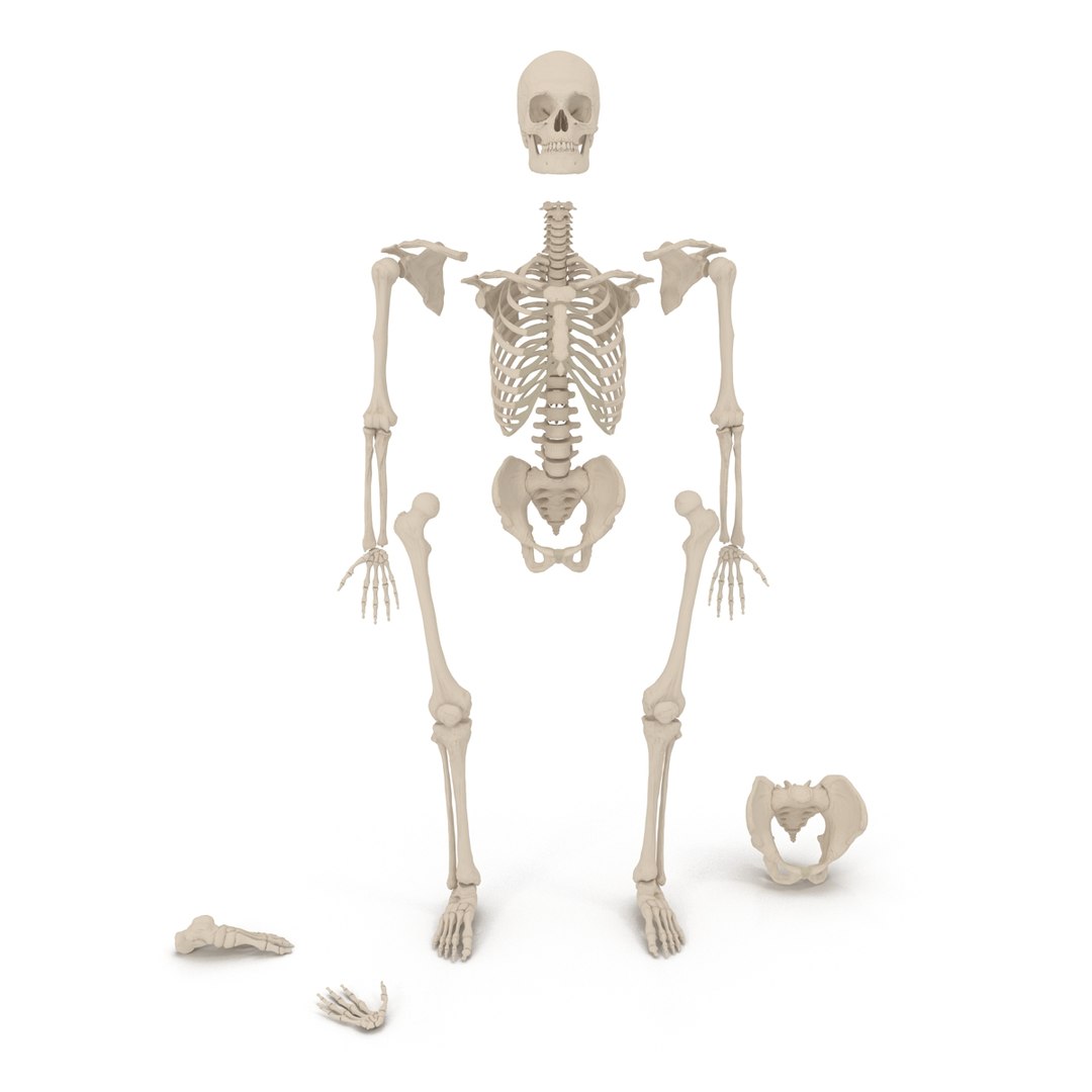 3d male skeleton model https://p.turbosquid.com/ts-thumb/S5/62n0au/SWi1XYMS/maleskeletoncollection3dmodels003/jpg/1464516499/1920x1080/fit_q87/151f0045f9ee7468e4b6317d6c4517832aae71e2/maleskeletoncollection3dmodels003.jpg