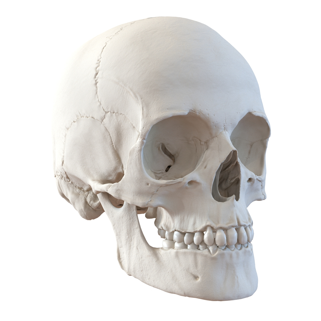 3d male skeleton model https://p.turbosquid.com/ts-thumb/S5/62n0au/WaXKh1cK/male_human_skull_360/jpg/1464515081/1920x1080/turn_fit_q99/d2a1aa2f10a7c3796f876fce673c7fac5b6a43de/male_human_skull_360-1.jpg