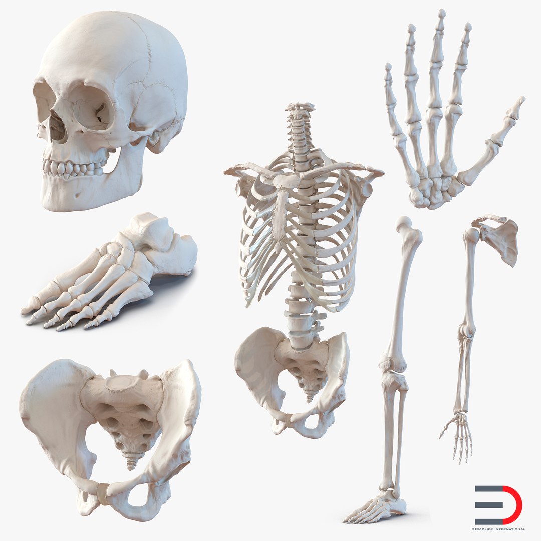 3d модели костей. Модель анатомия скелет. Женский скелет 3d. Скелет 3d анатомия.