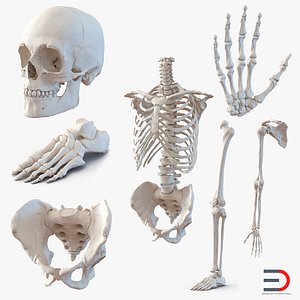 Male Skeleton Collection